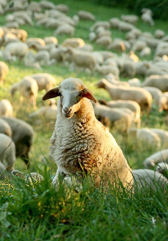 Are You a ‘Sheepish’ Exhibitor?