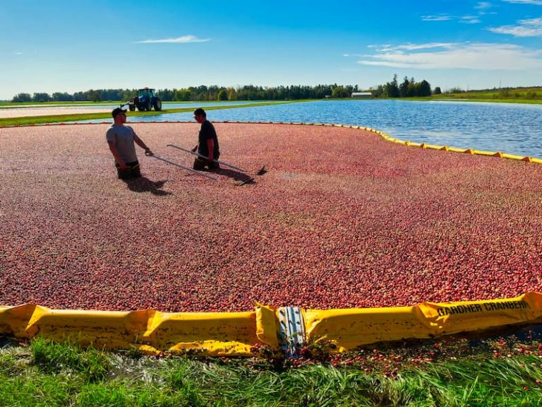 Two people stand in a flooded cranberry bog, using tools to collect floating cranberries, with a tractor and grassy field in the background.